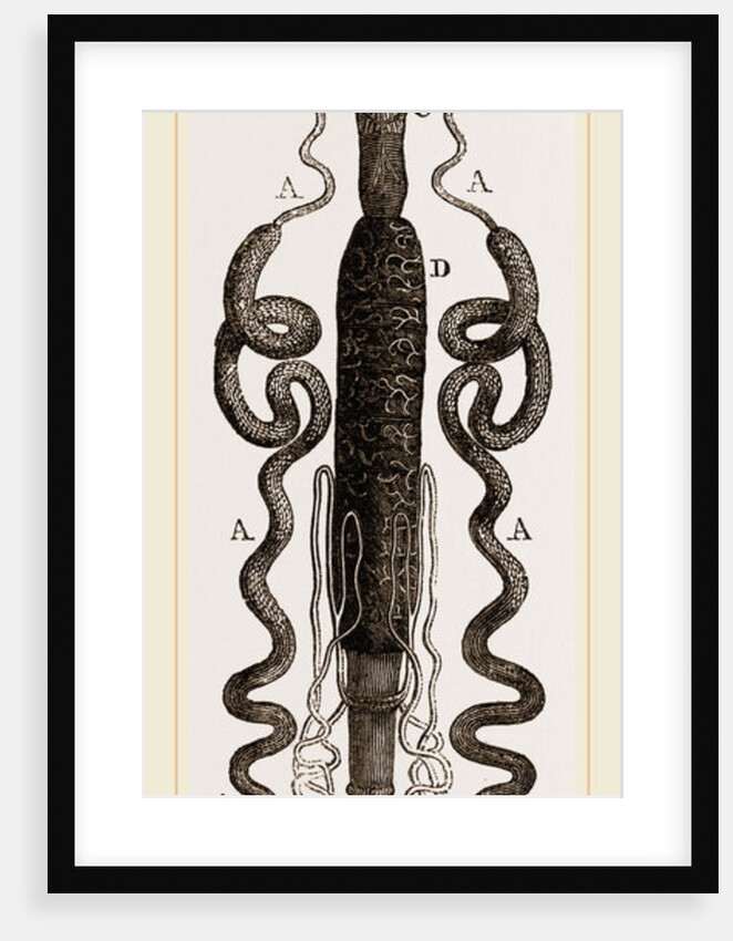 Organization of Caterpillar Goat-Moth by Anonymous