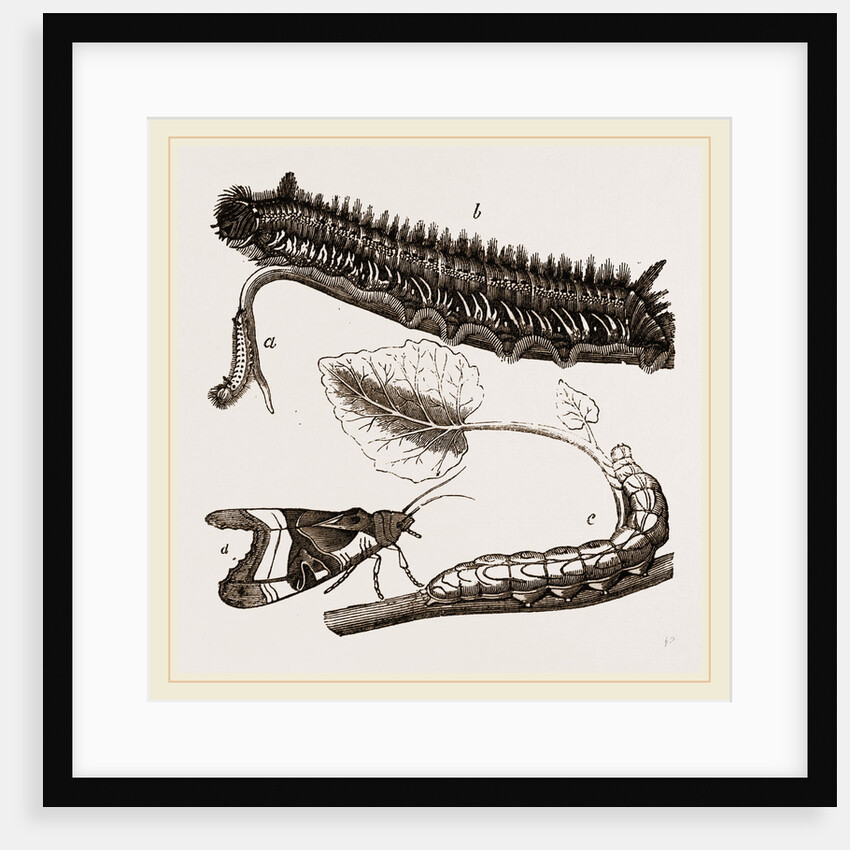 Caterpillars of Drinker and Angle-shades Moths by Anonymous