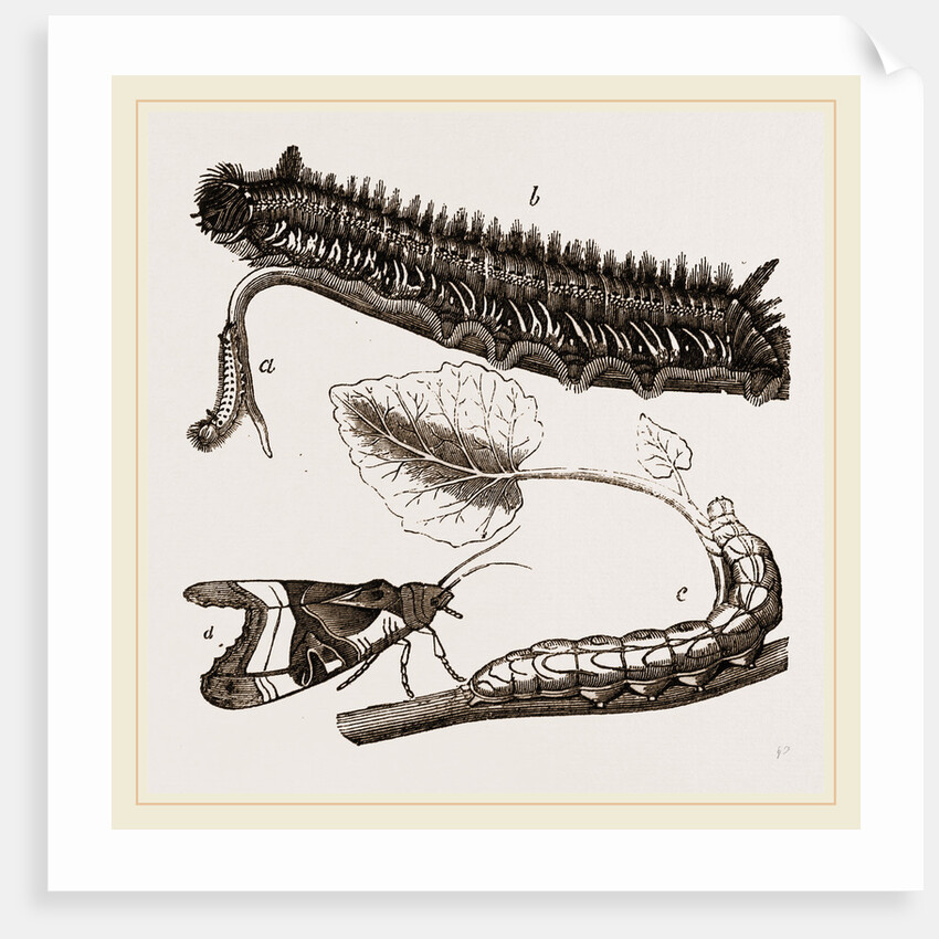 Caterpillars of Drinker and Angle-shades Moths by Anonymous