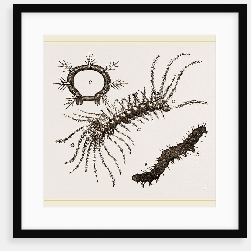 Spiny Caterpillars by Anonymous