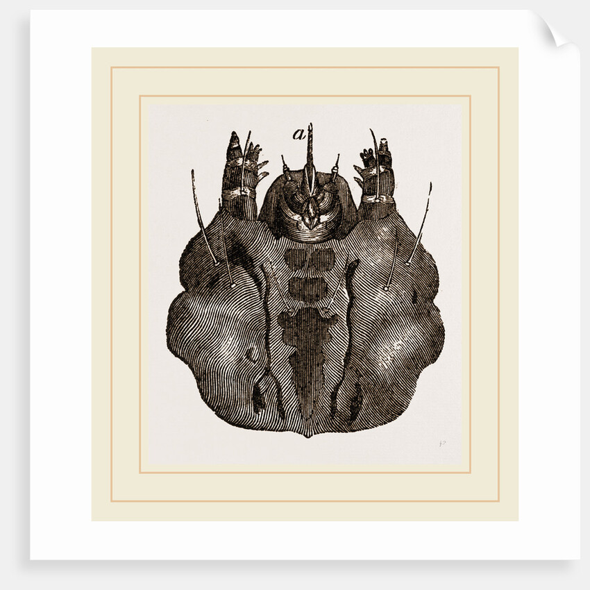 Labium of Caterpillar Goat-Moth by Anonymous