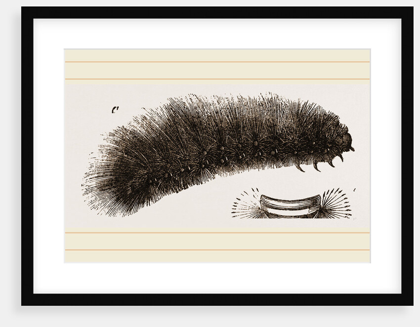 Caterpillar of Tiger-Moth by Anonymous