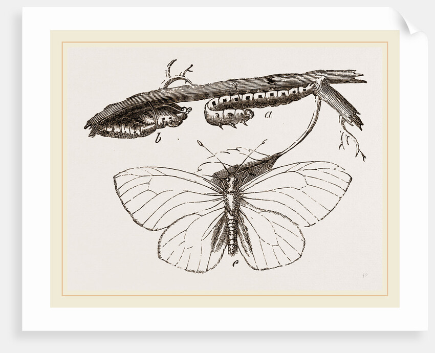 Black-veined White Butterfly by Anonymous