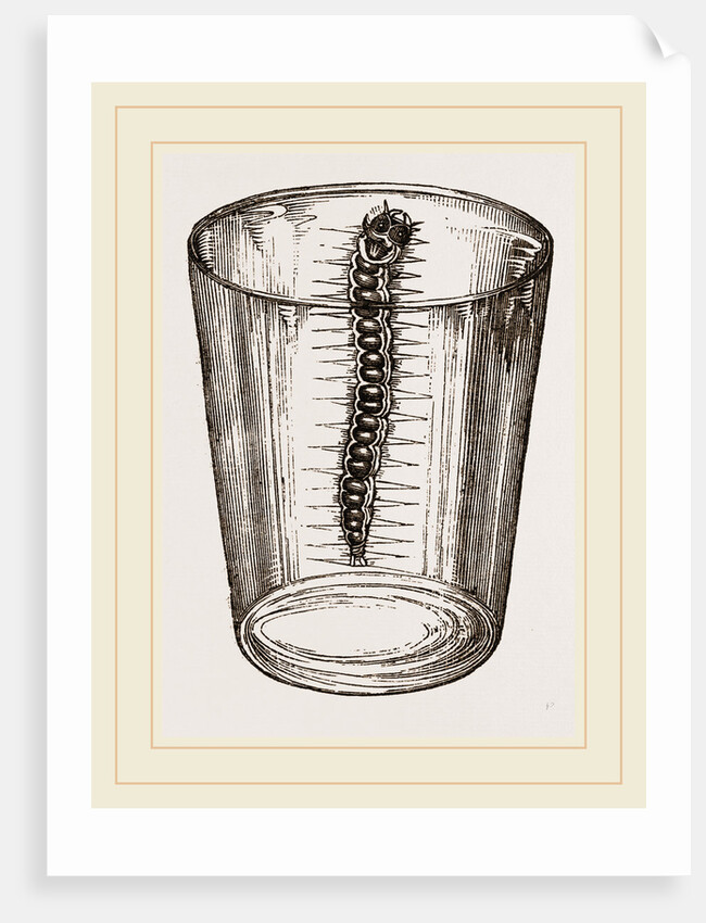 Caterpillar of Goat-Moth by Anonymous