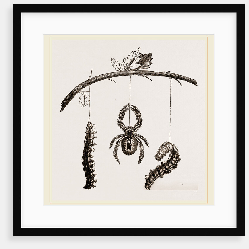 Spider and Caterpillars of Emperor-Moth by Anonymous