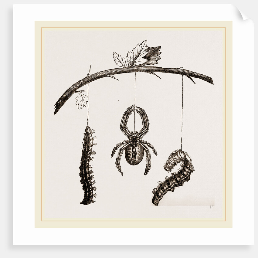 Spider and Caterpillars of Emperor-Moth by Anonymous