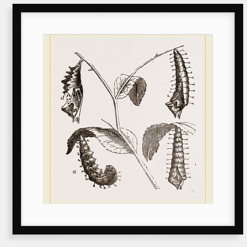 Suspended Caterpillars and Chrysalis by Anonymous