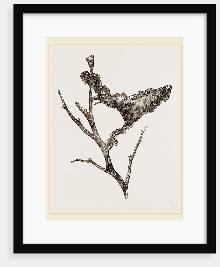 Nest of Caterpillars Brown-tail Moth by Anonymous