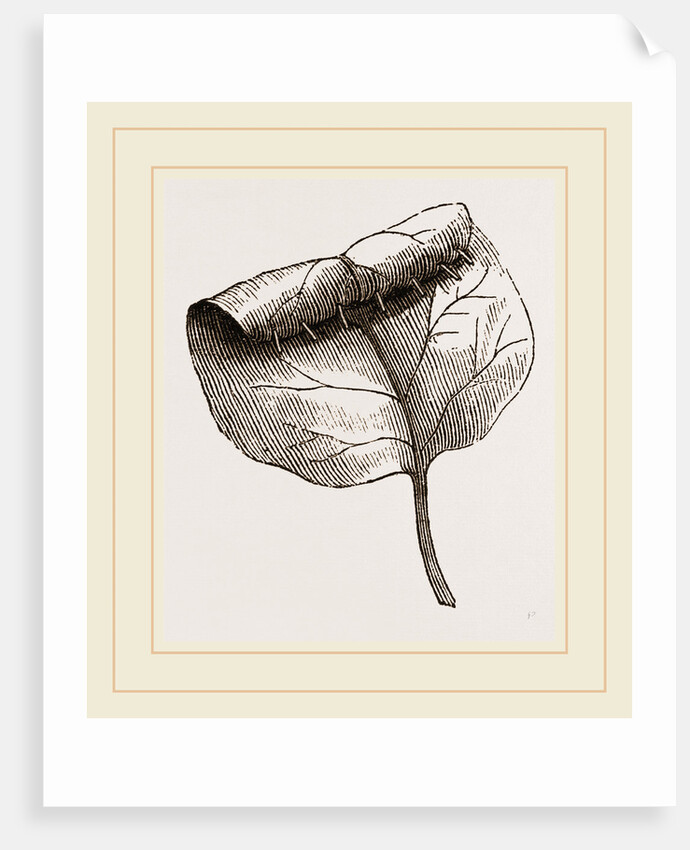 Nest of Lilac-leaf-Roller by Anonymous