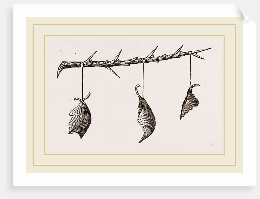 Pendulous Leaf-Nests by Anonymous