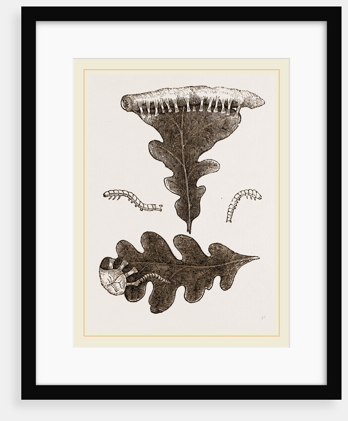 Caterpillars and Nest of Green Oak-moth by Anonymous