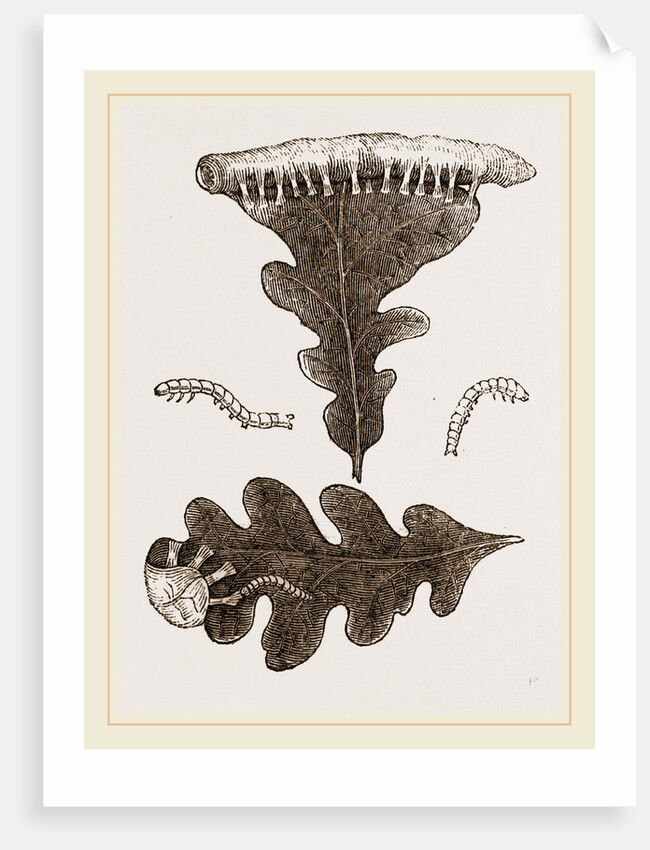 Caterpillars and Nest of Green Oak-moth by Anonymous