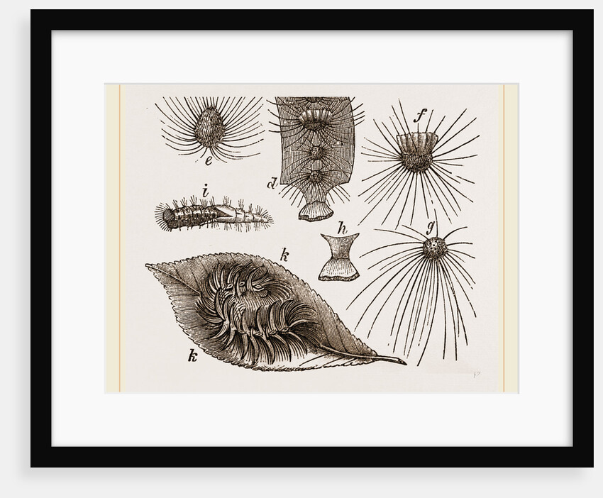 Moulting of Caterpillars by Anonymous