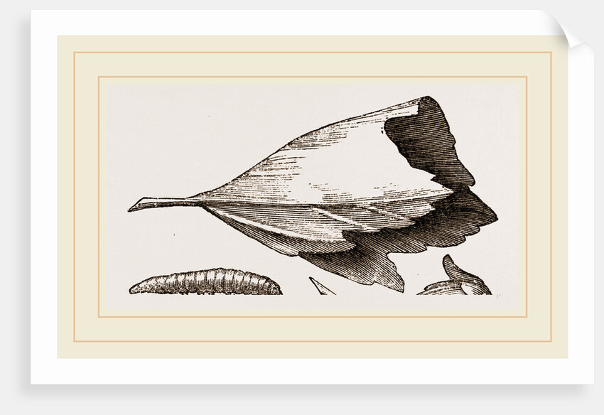 Nest and Stages of Hesperia malvae by Anonymous