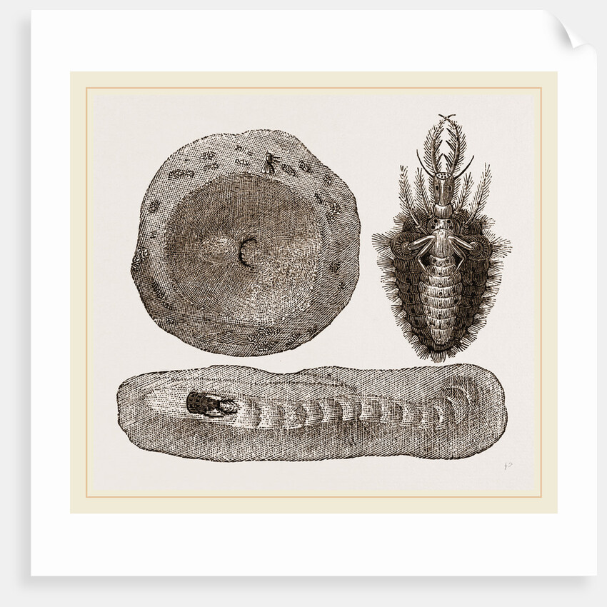Larva of Ant-lion and Pit by Anonymous