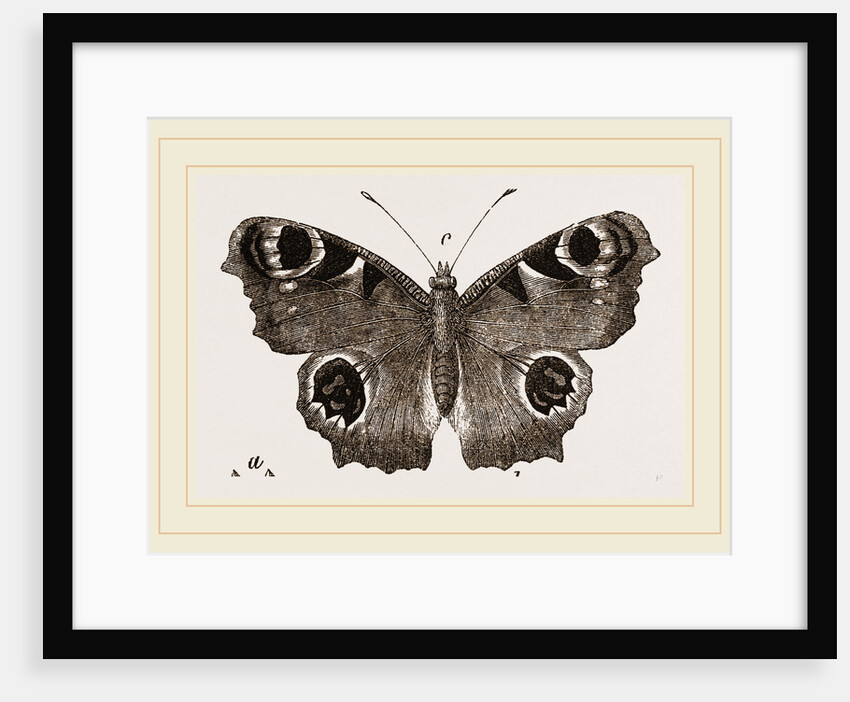 Peacock-Butterfly by Anonymous
