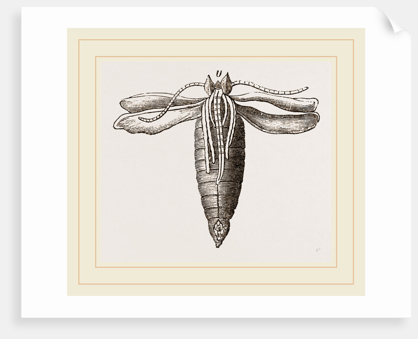 Peacock-Butterfly and Chrysalis by Anonymous