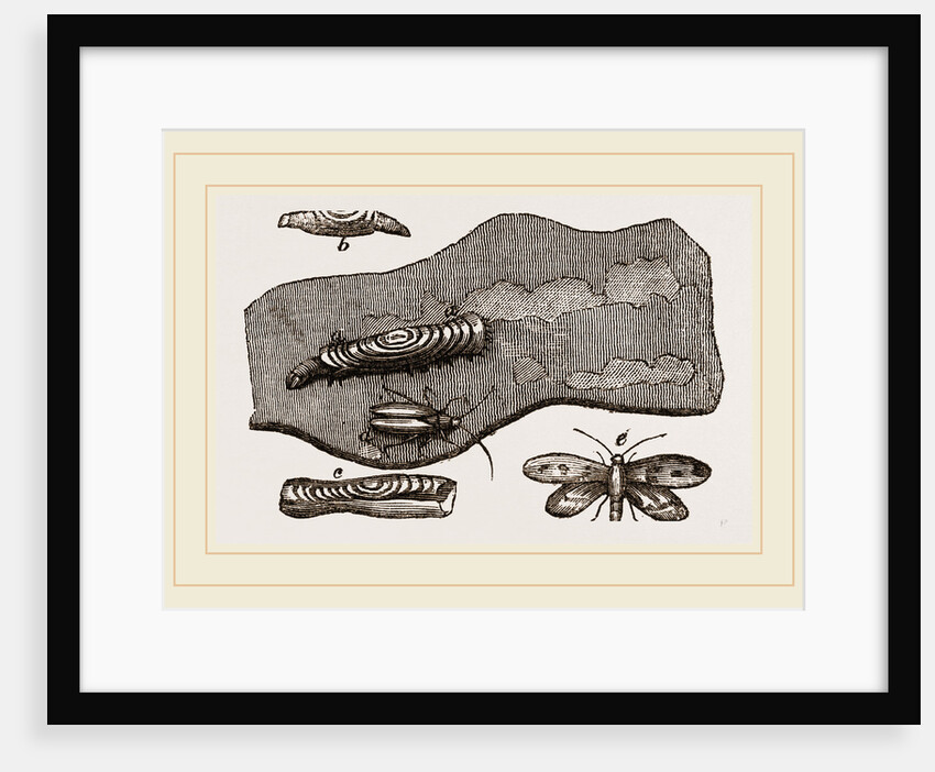 Clothes-Moth and Caterpillar by Anonymous
