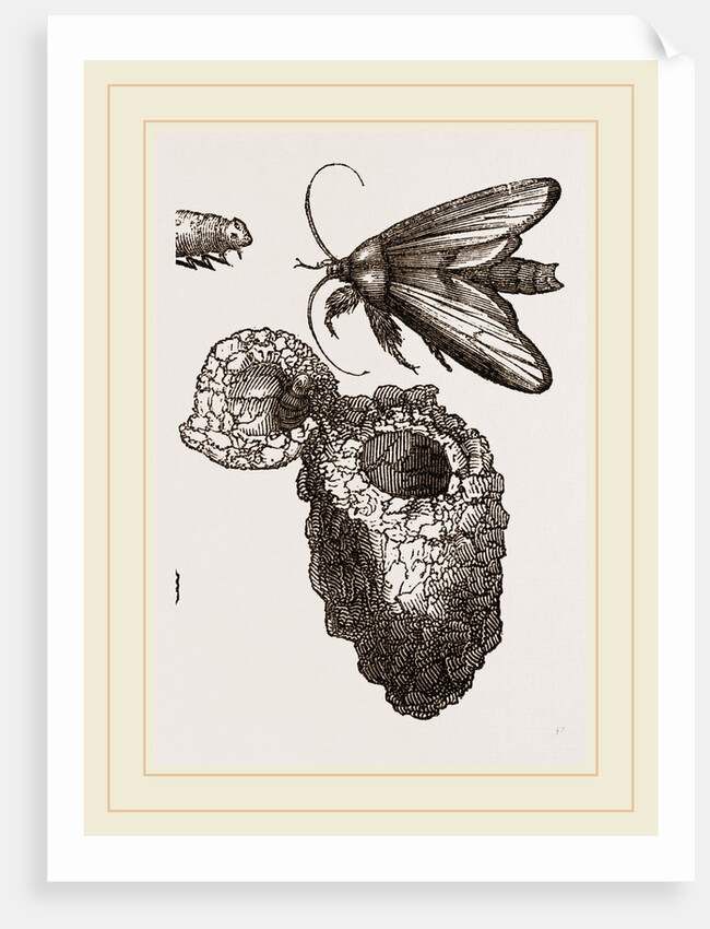 Earth-mason Moth and Nests by Anonymous