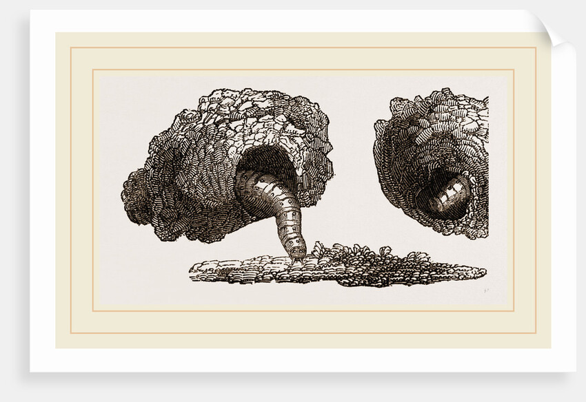 Earth-mason Moth Caterpillars and Nests by Anonymous