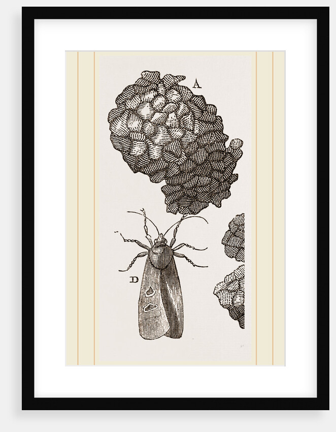 Earth-mason Moth and Nest by Anonymous