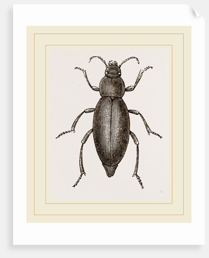 Churchyard-Beetle and Grub by Anonymous