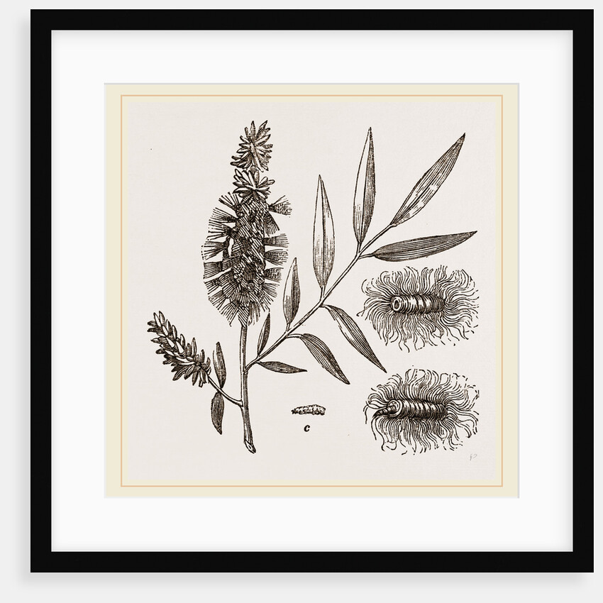 Willow-branch with Downy Catkins by Anonymous