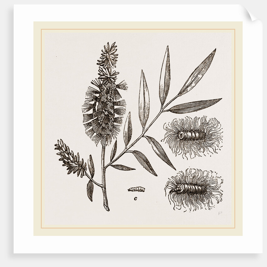 Willow-branch with Downy Catkins by Anonymous