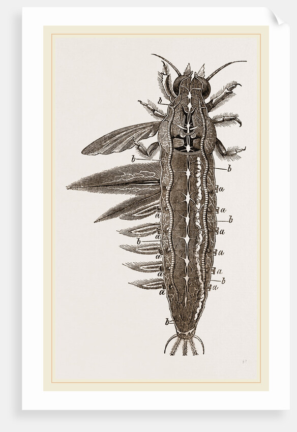 Water-grub of Ephemera dissected by Anonymous