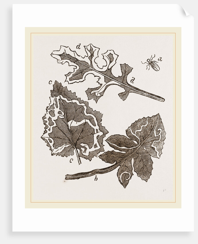 Leaf-mining Maggots by Anonymous