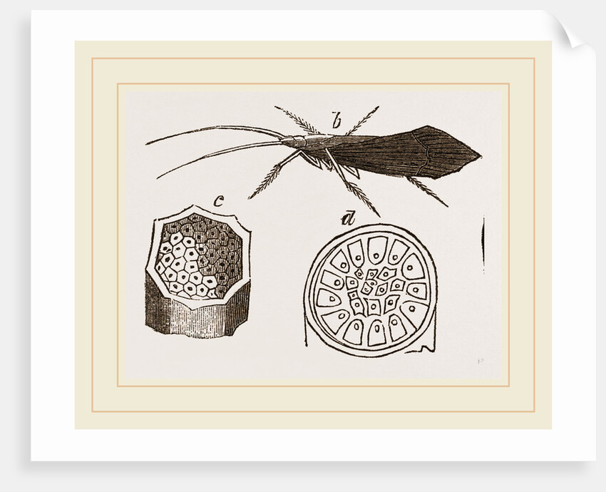 Pupa and Insect of Phryganea by Anonymous