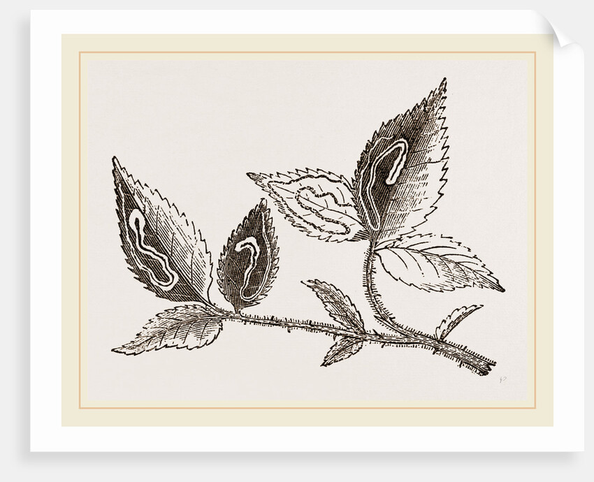 Leaves mined by Golden Silver-spot Moth by Anonymous