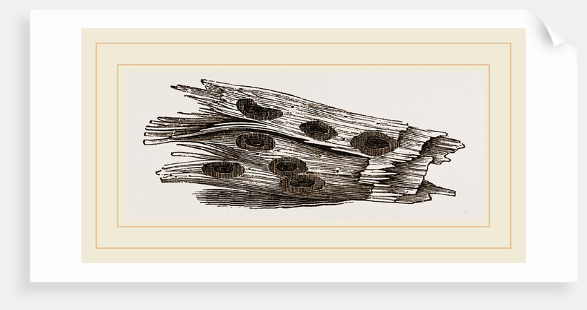 Nests of Ephemera in holes of Cossus by Anonymous