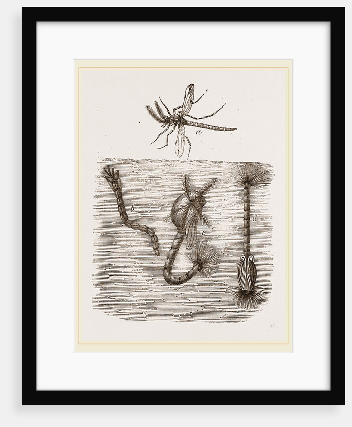Changes of Chironomus plumosus by Anonymous