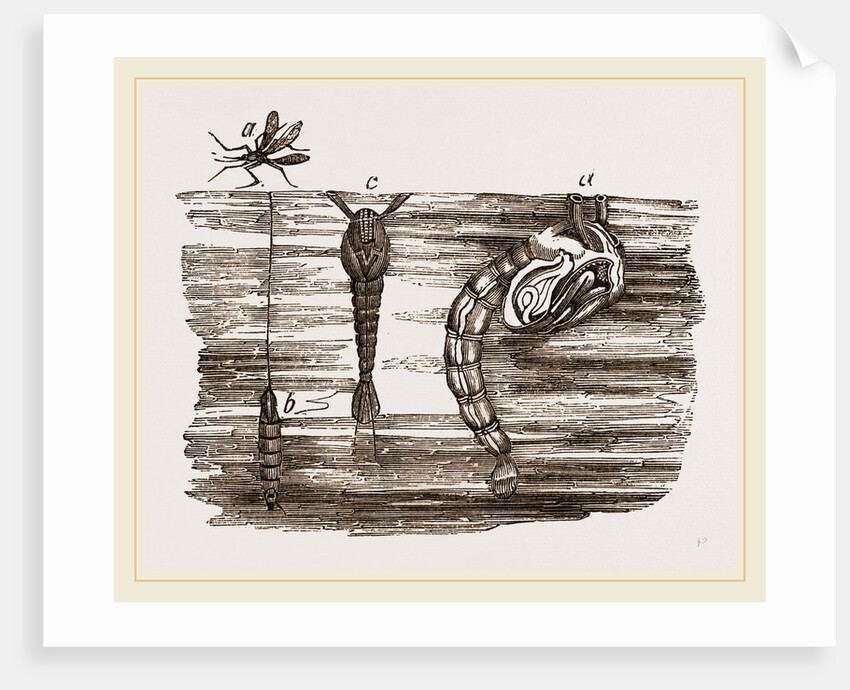 Tipula and Pupa by Anonymous