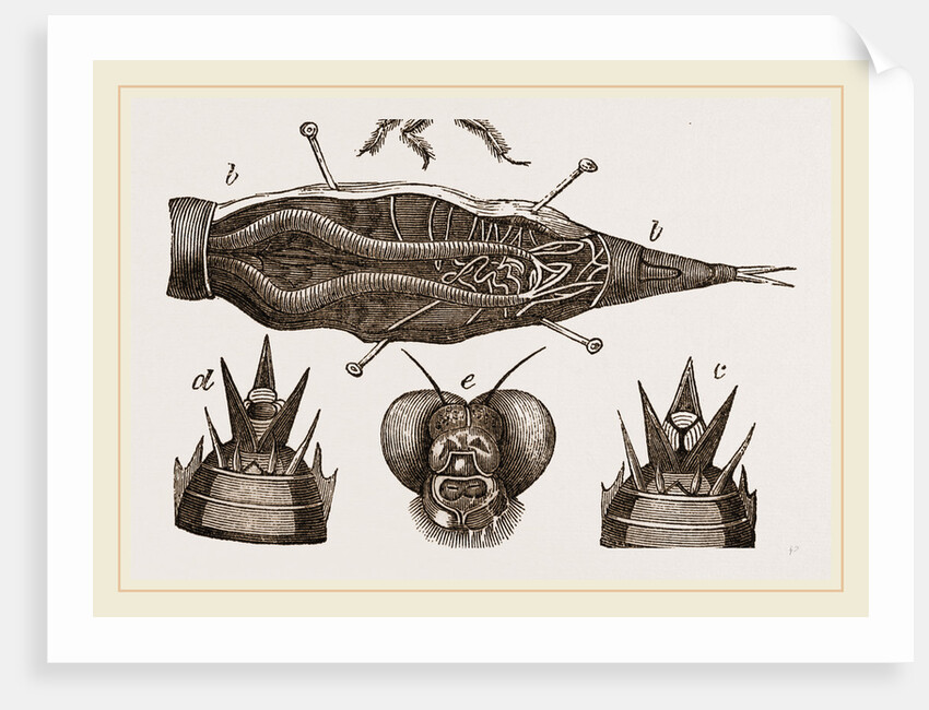 Lava of Dragon-Fly by Anonymous