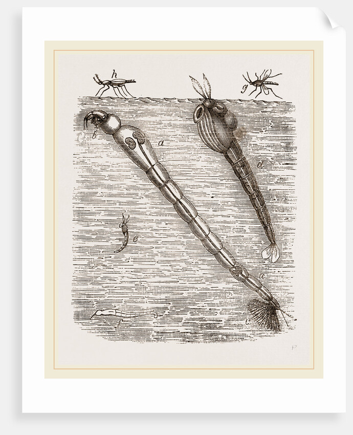 Larva of Corethra plumicornis by Anonymous