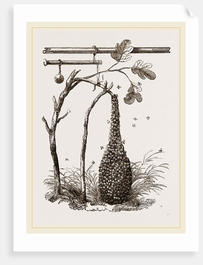Swarm of Bees and Apparatus for weighing by Anonymous