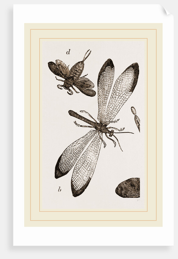 Insects in the Imago state by Anonymous