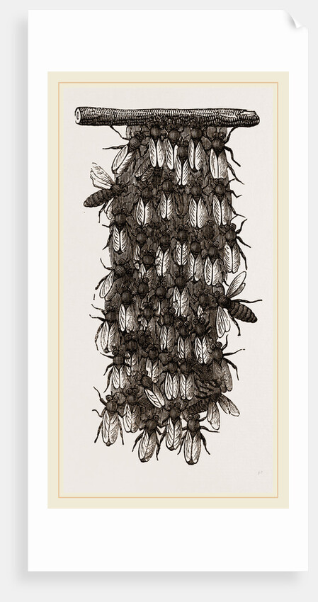 Curtain of Wax-workers by Anonymous