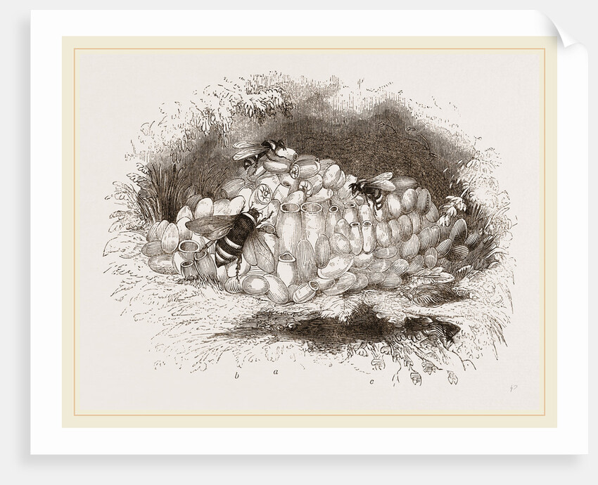 Humble-Bees and Nests by Anonymous
