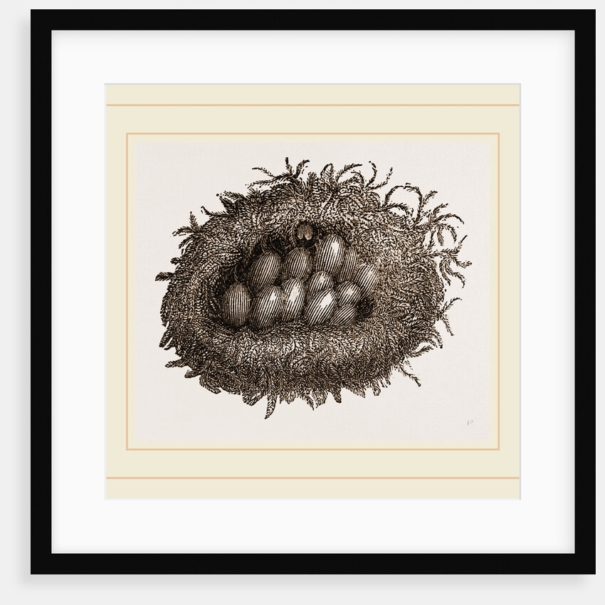 Carder-Bees' Nest and Cells by Anonymous