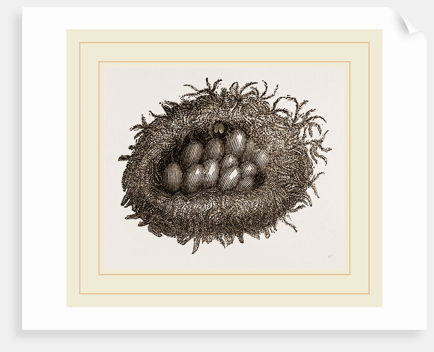 Carder-Bees' Nest and Cells by Anonymous