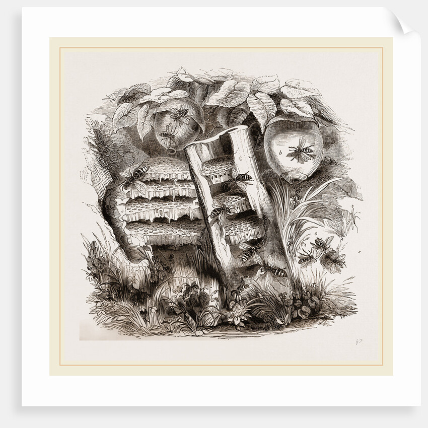 Hornets and Wasps with Nests by Anonymous