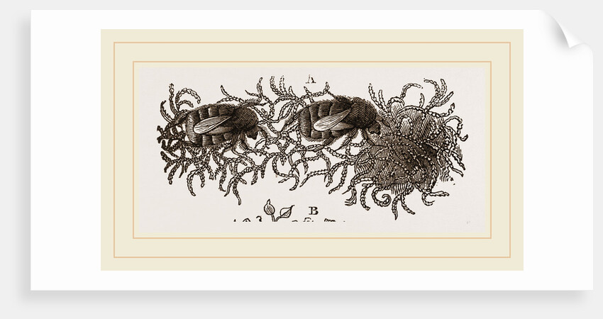 Carder-Bees and Nest by Anonymous