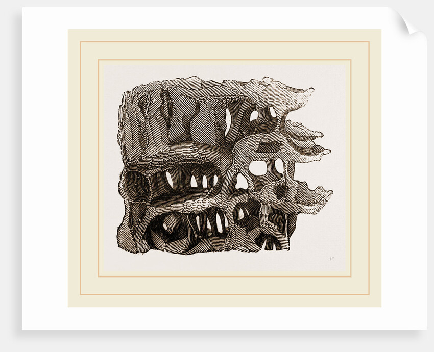 Tree chambered by Wood-Ants by Anonymous