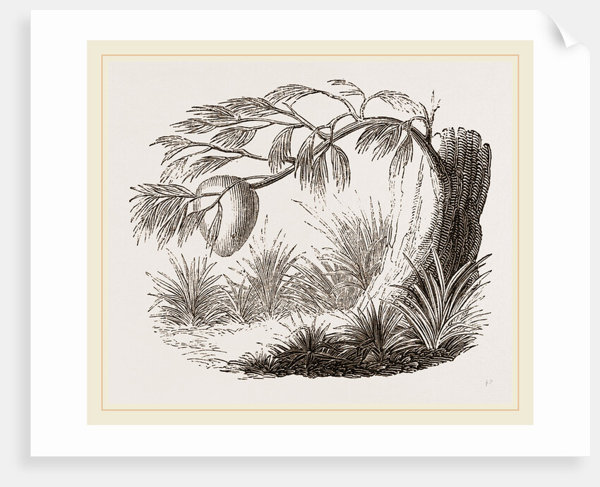 Wasps' Nest on Willow by Anonymous