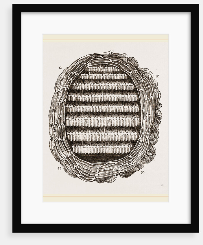 Section of Wasps' Nest by Anonymous