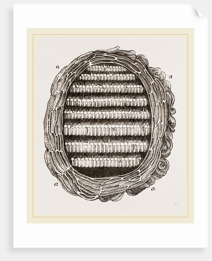 Section of Wasps' Nest by Anonymous