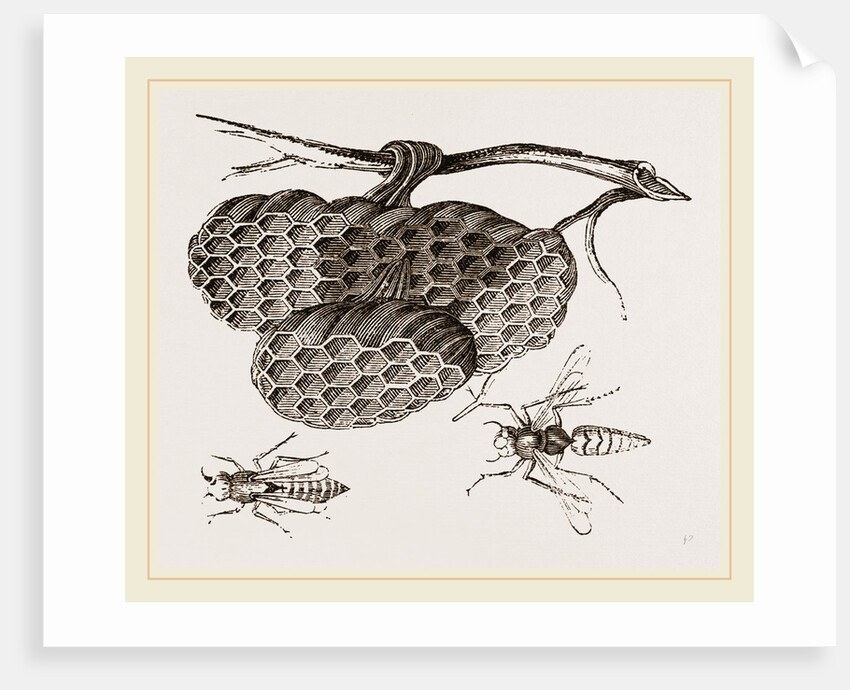 Epipone nidulans and Nest by Anonymous